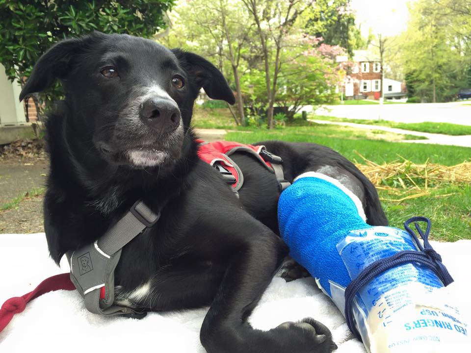 Canine Enrichment Isn't Just Food Puzzles (Examples of Non Food Based  Enrichment Inside!)