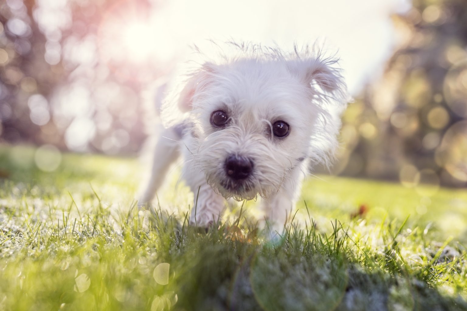 Does Your Dog Know When You Are Mad At Them