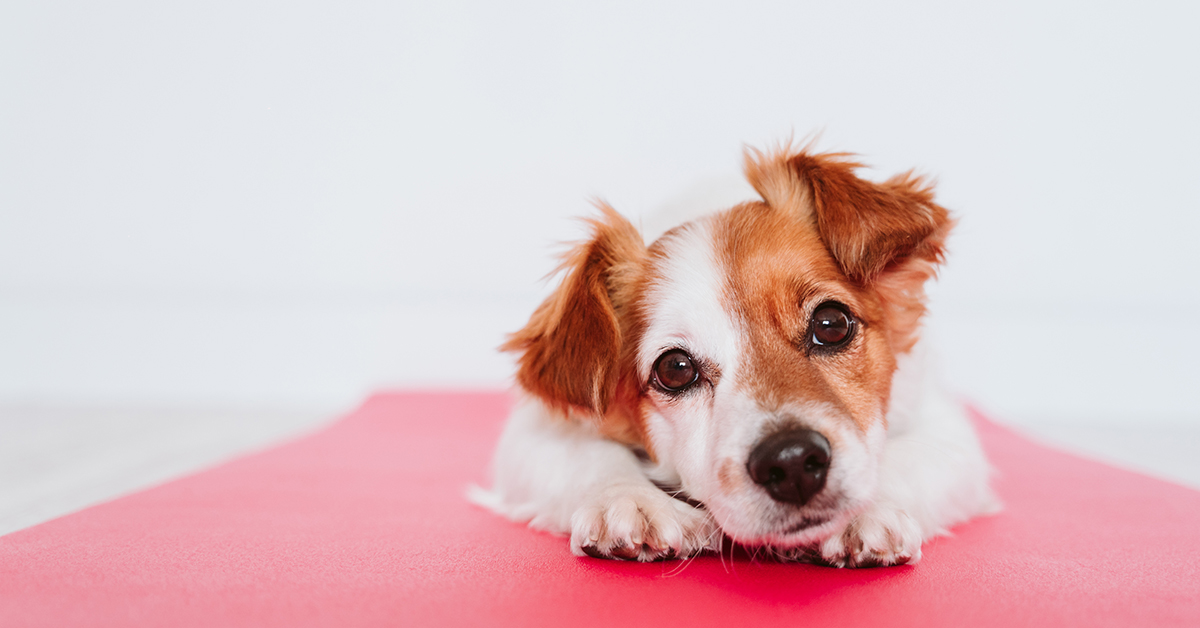 Teaching Your Dog a Place Cue with Mat Training!